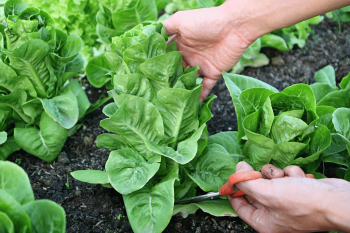 How to Harvest Romaine Lettuce: Pro Techniques and Tips