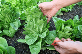 Accurate Fertilization Timing! When is the Best Time to Fertilize Your Lawn?