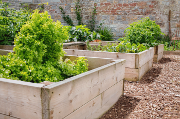 How to Harvest Romaine Lettuce: Pro Techniques and Tips