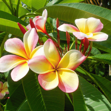 Hawaiian Flowers: Navigating the Tropical Beauty of Island Blooms