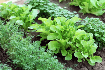 How to Harvest Romaine Lettuce: Pro Techniques and Tips