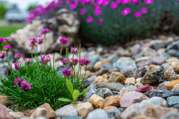 What to Plant in November: Veggies, Fruits, Flowers and Grasses