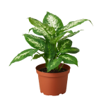 1-Dieffenbachia-Tropic_Snow-6