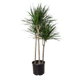 1-Dracaena-MarginataCane-10