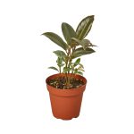 1-Ficus-Tineke-6_a5f5652d-cefe-47e1-8a9a-196f853f77d3