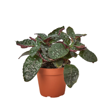 Hemigraphis Purple Waffle