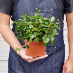 Peperomia ‘Glabella’