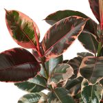 1-Ficus-RubyPink-6_1800x1800_30f7ce28-833e-45f3-9ee4-5da6ddd1f9ea