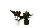 2-Calathea-Variety-4