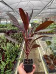 4_CORDYLINE_CALYPSO.QUEEN_TEMP_a2ae004c-a9f3-4e29-8162-6f9246068eb4