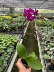 3_PHALAENOPSIS_PURPLE.FUCSHIA_TEMP_123d93d4-655d-4af8-a3da-1fd7fcac4d5a