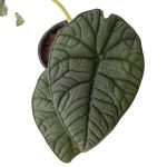 4_ALOCASIA_MELO_1