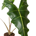 4_ALOCASIA_SARIAN_2_04d89c75-1f54-400d-b07c-8d23bdb69556