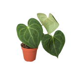 4_ANTHURIUM_CLARINERVIUM_1