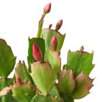 4_Christmas_Cactus_1