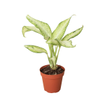 4_DIEFFENBACHIA_CAMOUFLAGE_1