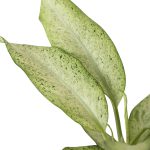 4_DIEFFENBACHIA_CAMOUFLAGE_1