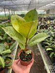 4_FICUS_SHIVEREANA_TEMP_10.5.23