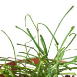 4_HOYA_GRASS_LEAFED_1