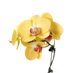 4_ORCHID_PHALAENOPSIS_YELLOW_1