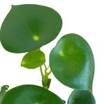 4_PEPEROMIA_RAINDROP_1