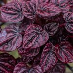 4_PEPEROMIA_RIPPLE.RED_