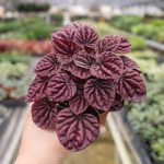 4_PEPEROMIA_RIPPLE.RED_