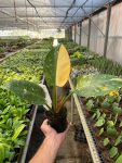 4_PHILODENDRON_CONGO.GREEN_.VARIEGATED_TEMP_2.23.24