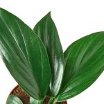 6_PHILODENDRON_DRAGON.TAIL_1