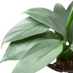 4_PHILODENDRON_SILVERSWORD_1_2