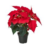 4_POINSETTIA_1