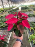 4_POINSETTIA_1