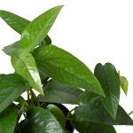 4_POTHOS_CEBU.BLUE_1