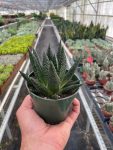 4_SUCC_GASTERIA_DURBAN_TEMP