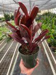 4_CORDYLINE_CALYPSO.QUEEN_TEMP_a2ae004c-a9f3-4e29-8162-6f9246068eb4