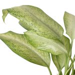 4_DIEFFENBACHIA_CAMOUFLAGE_1