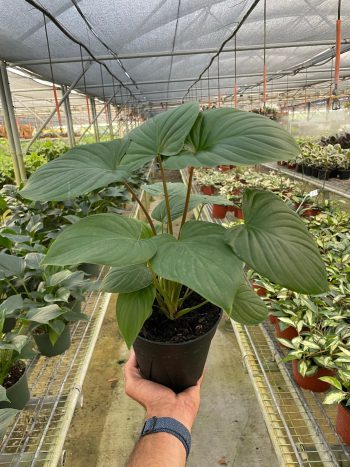 Homalomena Red Stem
