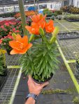 6_LILIUM_ASIATIC_ORANGE_TEMP_11.14.23