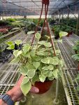 4-Peperomia-Cupid