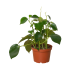 6_PEPEROMIA_RAINDROP_1