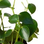 6_PEPEROMIA_RAINDROP_1