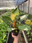 4_PHILODENDRON_CONGO.GREEN_.VARIEGATED_TEMP_2.23.24
