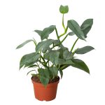 4_PHILODENDRON_SILVERSWORD_1_2