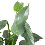 4_PHILODENDRON_SILVERSWORD_1_2