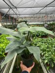 4_PHILODENDRON_SILVERSWORD_1_2