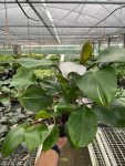 4_PHILODENDRON_WHITE.KNIGHT_TEMP