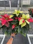 6_POINSETTIA_RED.GLITTER_TEMP_7f84519f-28c6-4ce6-af13-916d60ff8e5e