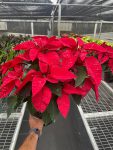 4_POINSETTIA_1