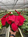 4_POINSETTIA_1