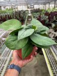 4_POTHOS_JADE.SATIN_TEMP